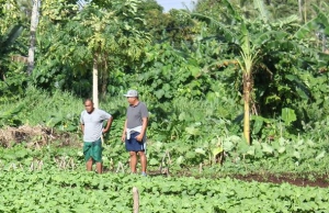 Promoting Ecosystem-based Agriculture in Samoa 